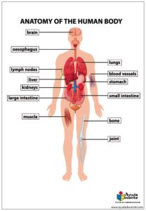 anatomía en inglés