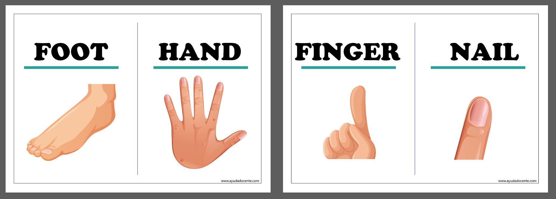 Partes del cuerpo en Ingles Fichas educativas AYUDA DOCENTE